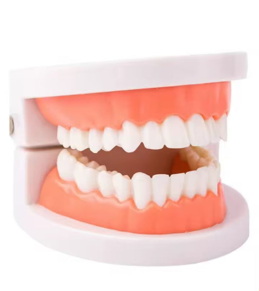 Dentadura de práctica